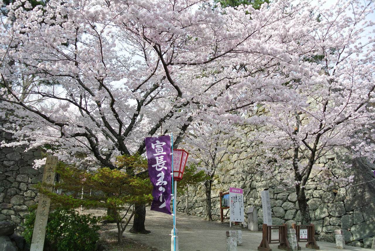Flowering cherry blossom trees on a path lined by old stone castle walls. A sign in Japanese on the front reads "Norinaga Festival."