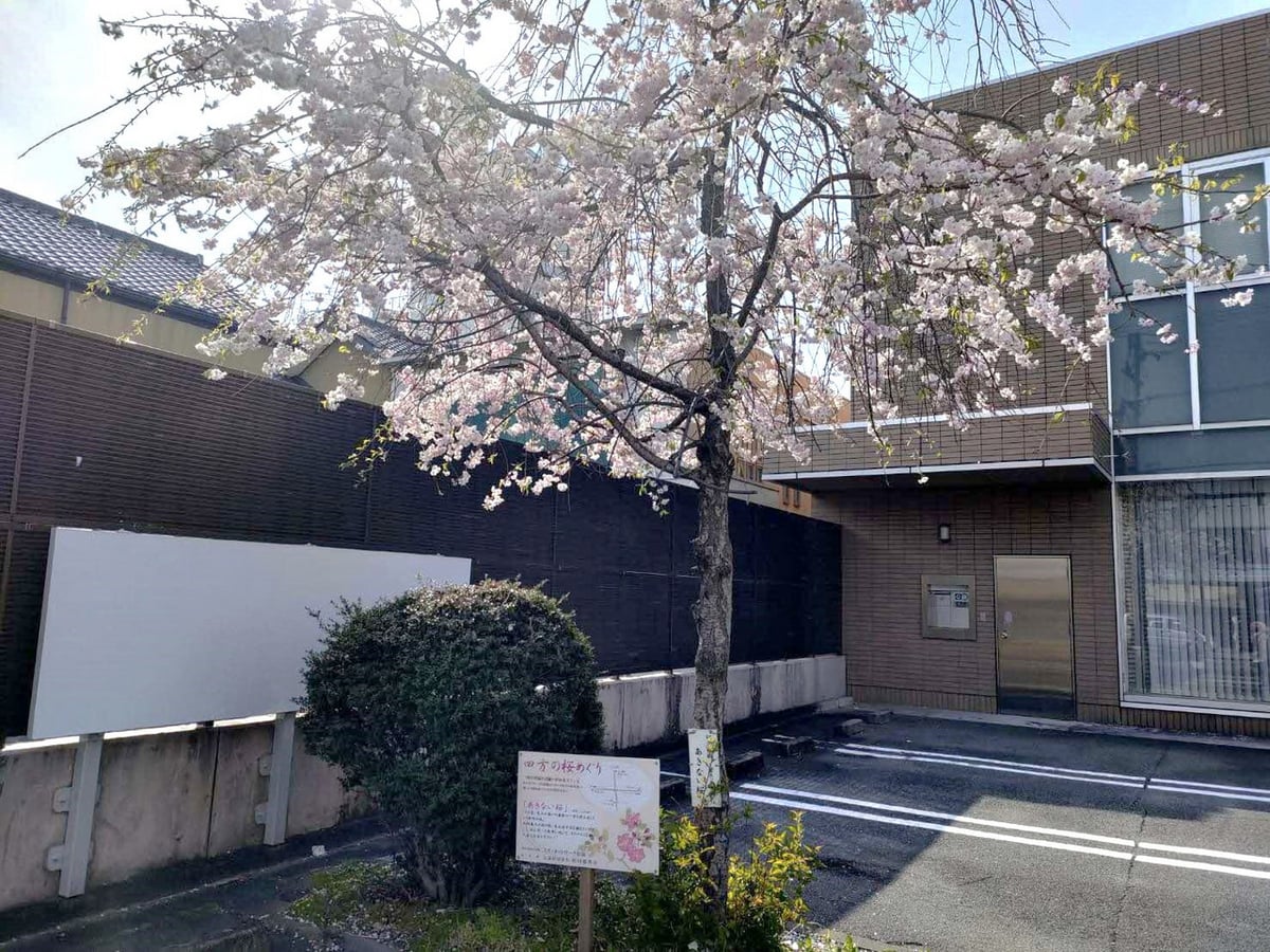四ヵ所巡れば願いがかなう？！インスタの中の人が松阪駅から「四方の桜めぐり」に行ってみた！ 松阪市観光インフォメーションサイト